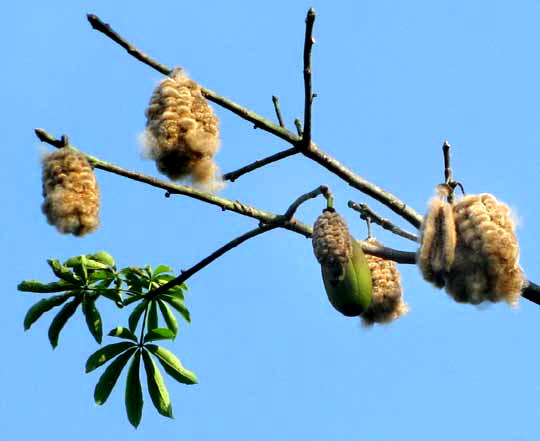 Ceiba, CEIBA PENTANDRA, fruit pods