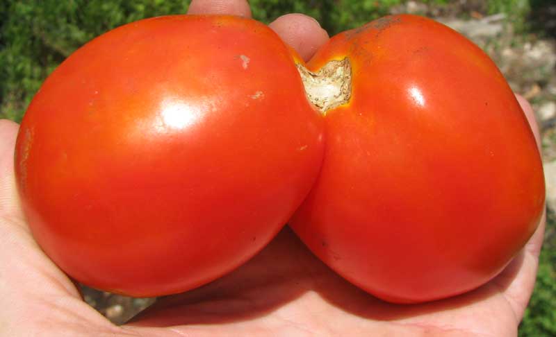 SIAMESE-TWIN TOMATO, an example of 