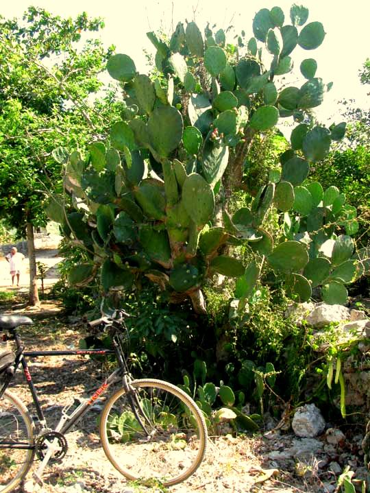 Indian-Fig or Nopal Cactus, OPUNTIA FICUS-INDICA