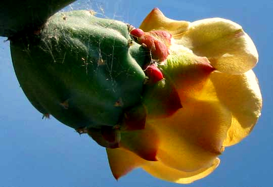Indian-Fig or Nopal Cactus, OPUNTIA FICUS-INDICA, flower showing sepals and ovary