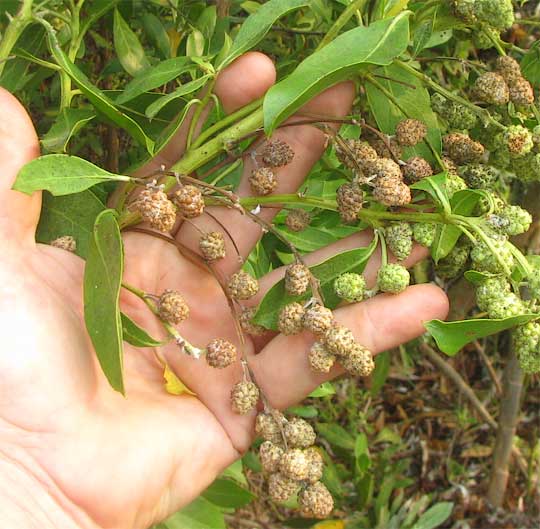 Buttonwood, CONOCARPUS ERECTUS