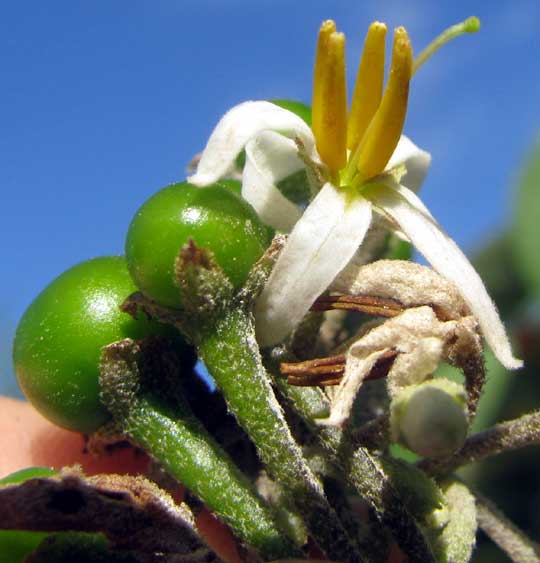 Mullein Nightshade, SOLANUM DONIANUM, flower