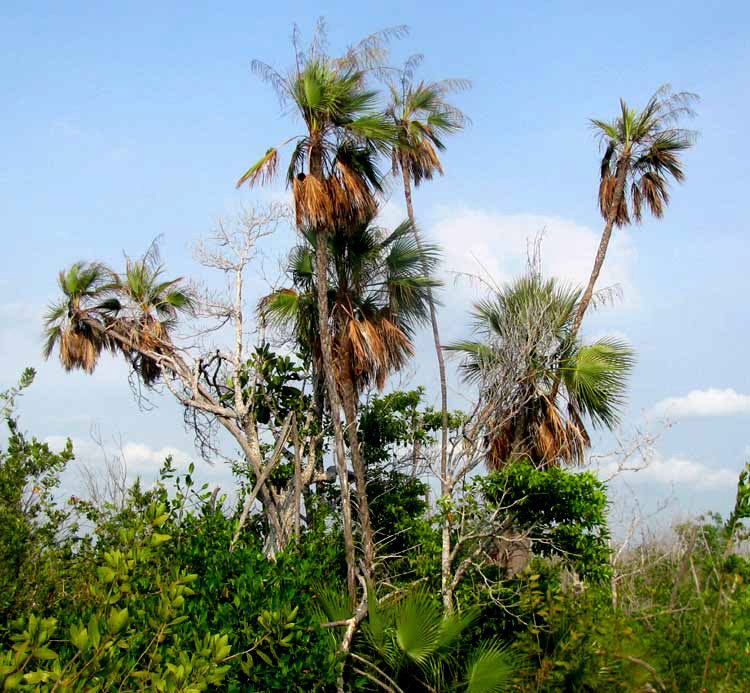 Paurotis Palm, ACOELORRHAPHE WRIGHTII