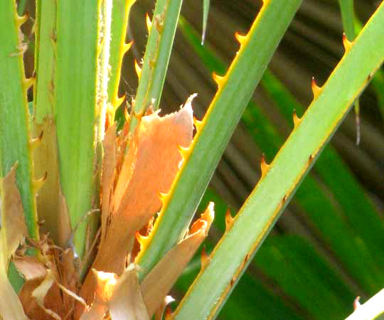 Paurotis Palm, ACOELORRHAPHE WRIGHTII, petiole spines