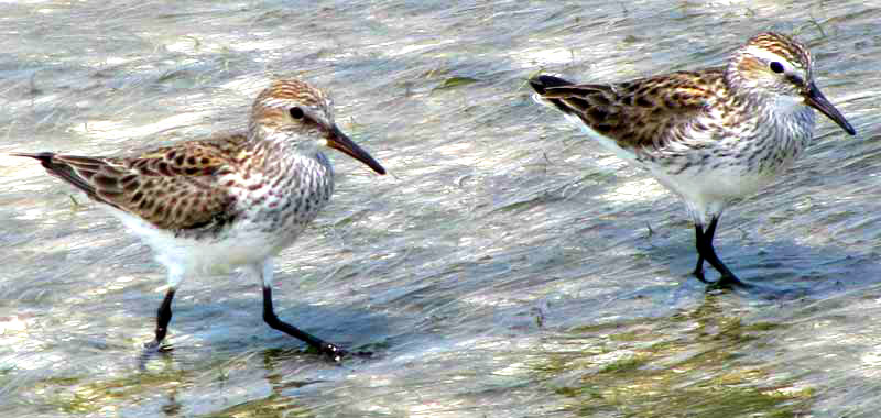 Western Sandpipers, CALIDRIS MAURI