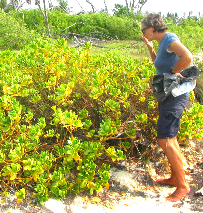 Gullfeed or Beach Berry, SCAEVOLA PLUMIERI, plant