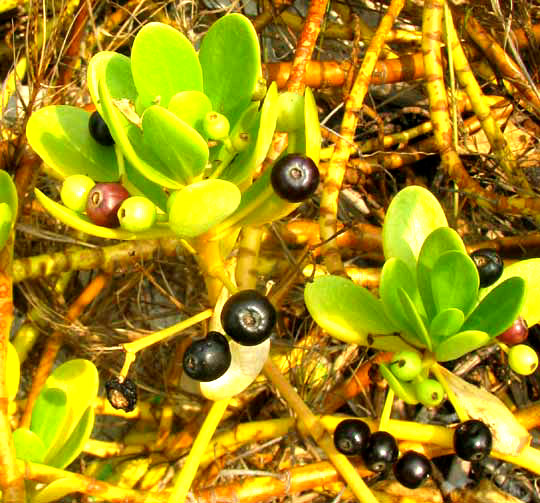 Gullfeed or Beach Berry, SCAEVOLA PLUMIERI, fruits and leaves