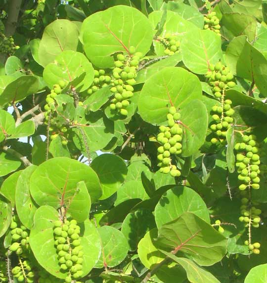 Seagrapes, COCCOLOBA UVIFERA, immature fruits