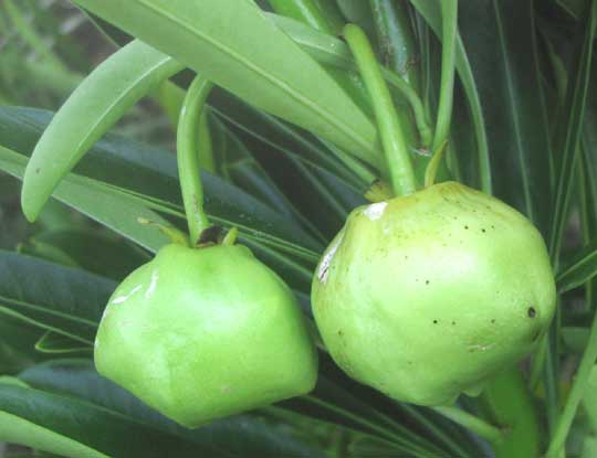 Yellow-Oleander, THEVETIA GAUMERI, immature fruits