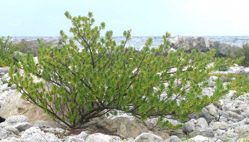 Bay Cedar, SURIANA MARITIMA