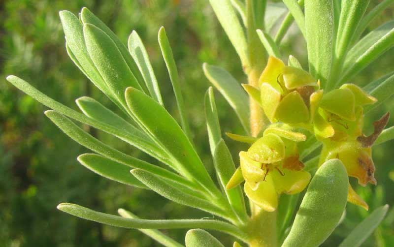 Bay Cedar, SURIANA MARITIMA, flowers & leaves