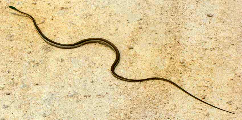 Bronze-backed Parrot Snake, LEPTOPHIS MEXICANUS