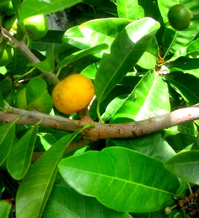 Wattle Tree, DIOSPYROS TETRASPERMA, leaves & fruit