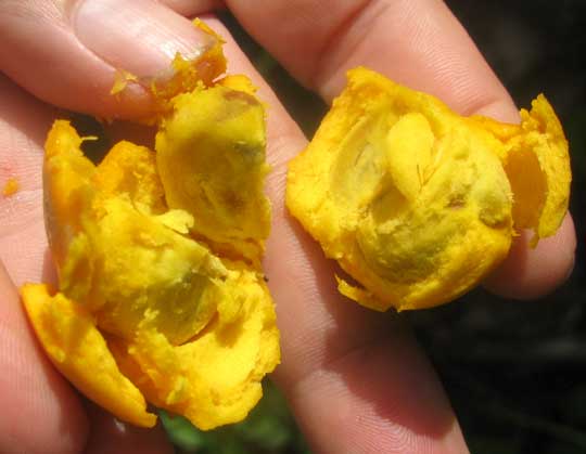 Wattle Tree, DIOSPYROS TETRASPERMA, broken open fruit