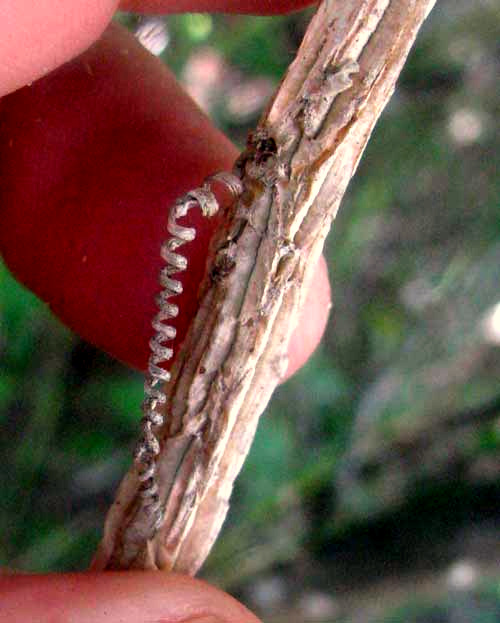 Corky-stemmed Passionflower, PASSIFLORA SUBEROSA, corky stem