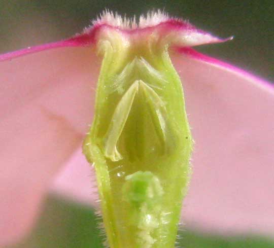 Madagascar Periwinkle, CATHARANTHUS ROSEUS, longitudinal section of flower