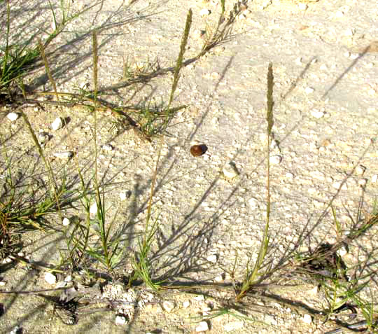 Sand Couch Grass, SPOROBOLUS VIRGINICUS, showing runners