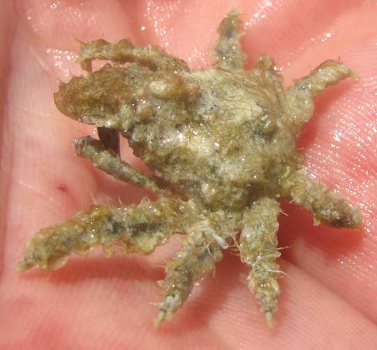 The Decorator Crab | Critter Science