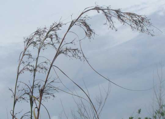 Sawgrass, CLADIUM JAMAICENSE, old inflorescences