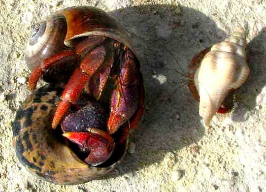 Caribbean Hermit Crabs, COENOBITA CLYPEATUS