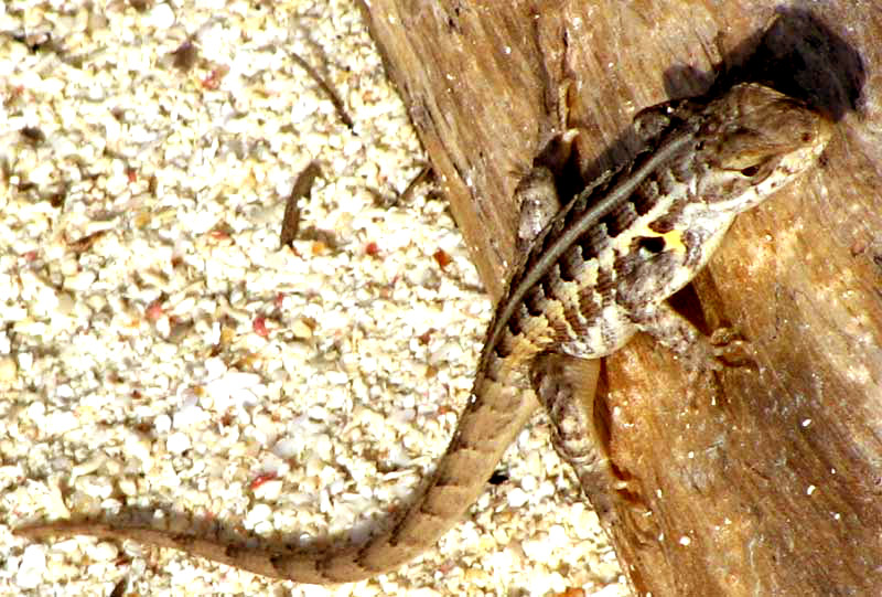 Cozumel Spiny Lizard, SCELOPORUS COZUMELAE