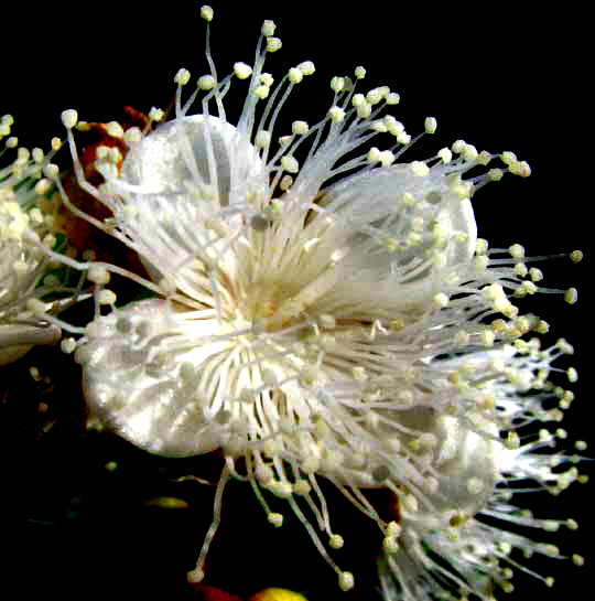 flower close-up of Spicewood, or Pale Lidflower, CALYPTRANTHES PALLENS