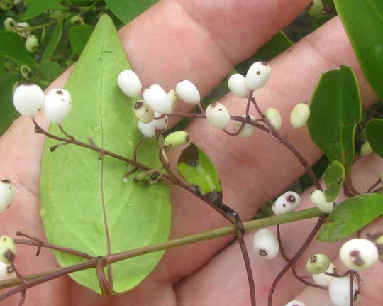 Snowberry, CHIOCOCCA ALBA, fruits and leaves