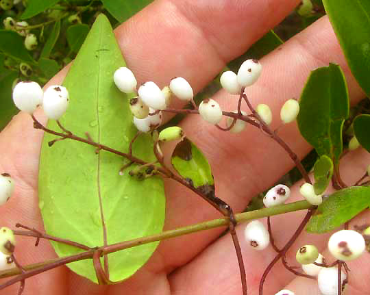 Snowberry, CHIOCOCCA ALBA, fruits and leaves