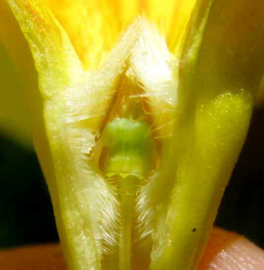 Golden Trumpet vine, ALLAMANDA CATHARTICA flower throat diagram 
