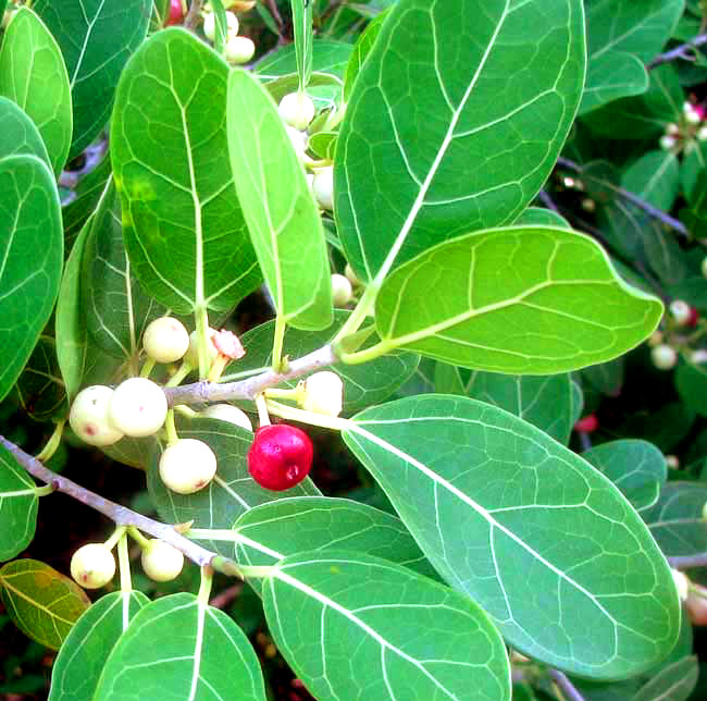 Fig, FICUS CRASSINERVIA