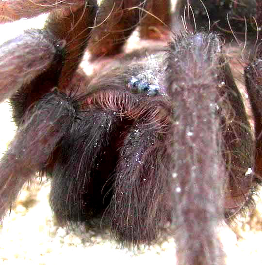 Brachypelma cf. vagans