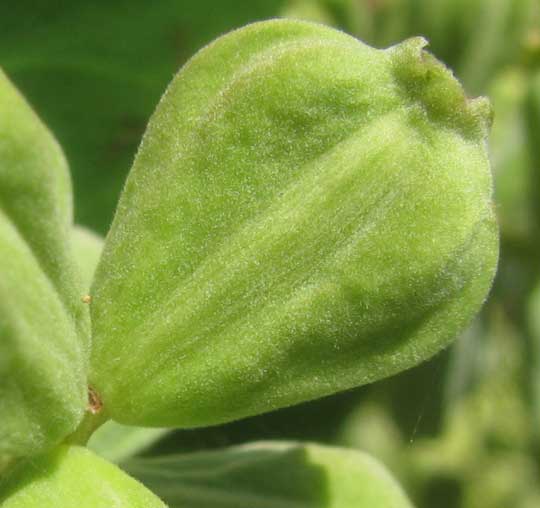 White Mangrove, LAGUNCULARIA RACEMOSA, fruit