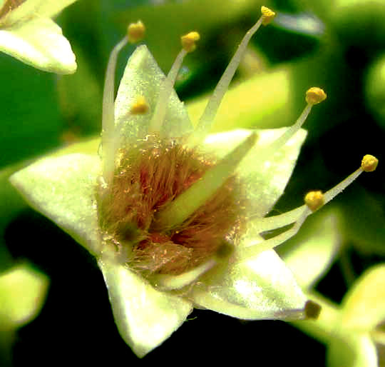 Tropical Almond Tree, Terminalia catappa, flower