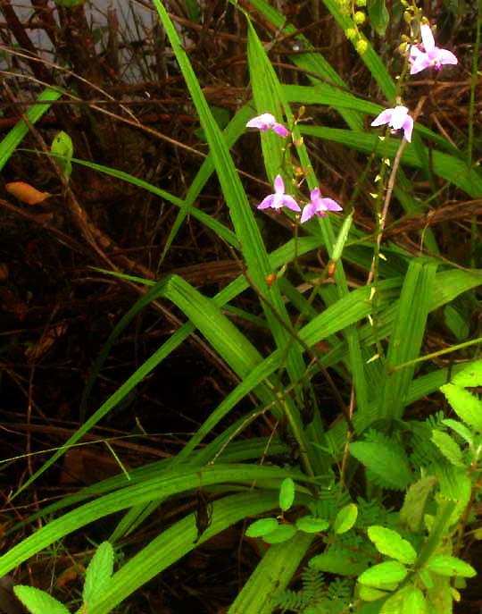 Purple Bletia, BLETIA PURPUREA