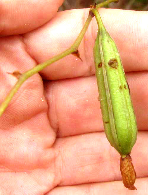 Purple Bletia, BLETIA PURPUREA, fruit pod