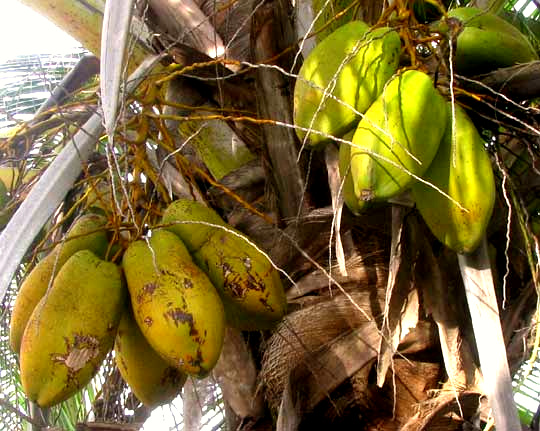 elongated or narrow coconuts
