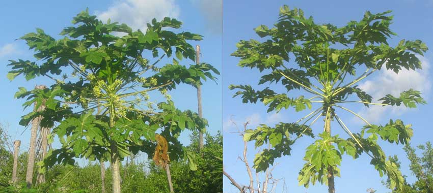 Wild Papaya, CARICA PAPAYA, male and female trees