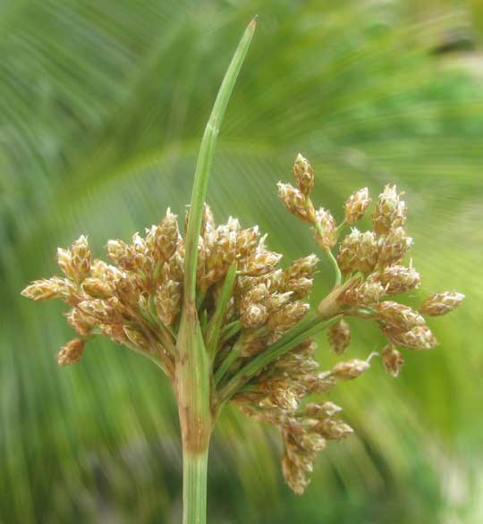 Inflorescene of Hurricane-Grass or Tropical Fimbry, FIMBRISTYLIS CYMOSA, with exceptionally long involucral bract