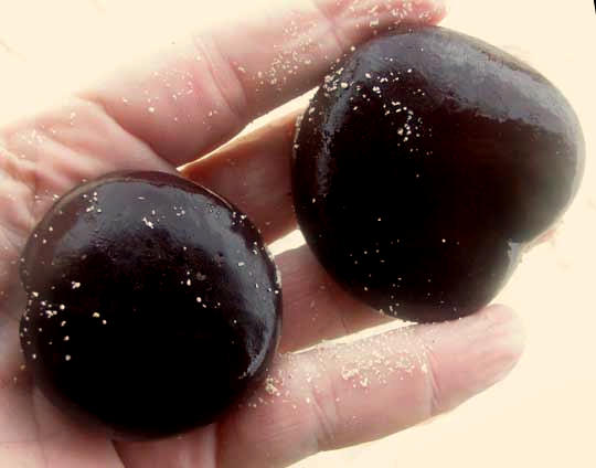 Sea Hearts, sea-beans produced by ENTADA GIGAS