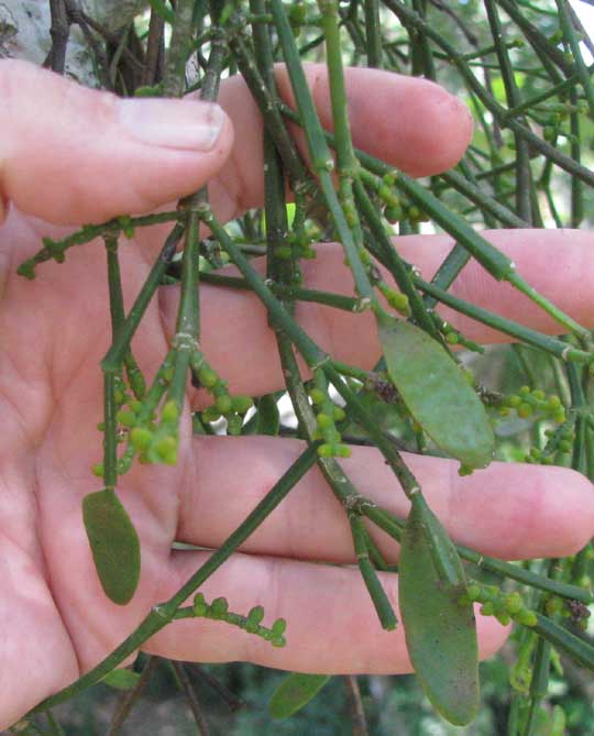 Needletipped Mistletoe, PHORADENDRON MUCRONATUM