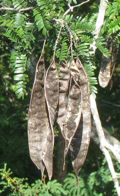 Tsalam, Lysiloma latisiliquum, fruits