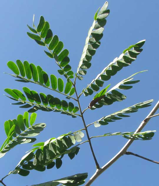 CHLOROLEUCON MANGENSE, compound leaf