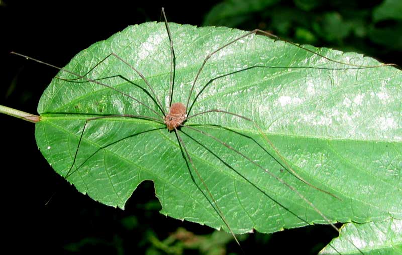 Harvestmen: The 'Spiders' That Aren't Actually Spiders