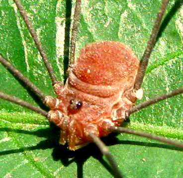 harvestman or daddy-longlegs, cf. genus HADROBUNUS