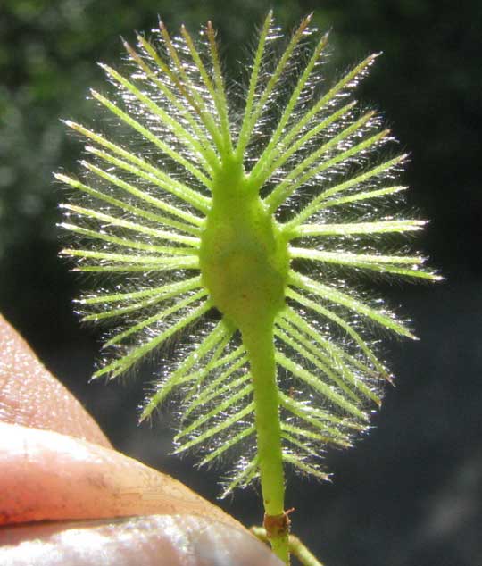 HELIOCARPUS DONNELL-SMITHII, fruit