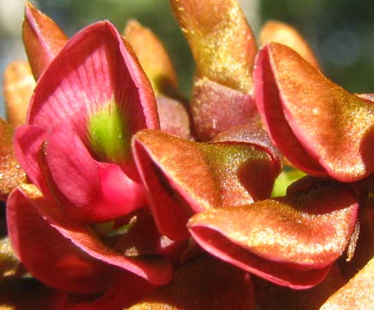 Balché, LONCHOCARPUS RUGOSUS, flowers