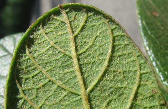 Balché, LONCHOCARPUS RUGOSUS, underside of leaf