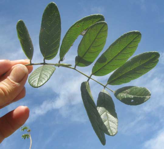 Balché, LONCHOCARPUS RUGOSUS, leaf