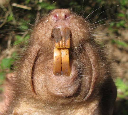 Pocket Gopher, or Tuza, ORTHOGEOMYS HISPIDUS YUCATANENSIS, incisors