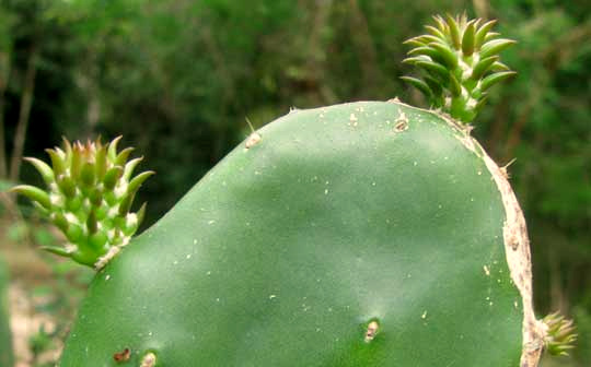 cactus leaves of Nopal Cactus, OPUNTIA FICUS-INDICA
